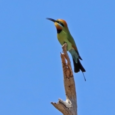 Merops ornatus (Rainbow Bee-eater) at Tharwa, ACT - 29 Oct 2019 by RodDeb