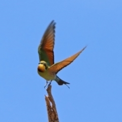 Merops ornatus at Tharwa, ACT - 29 Oct 2019