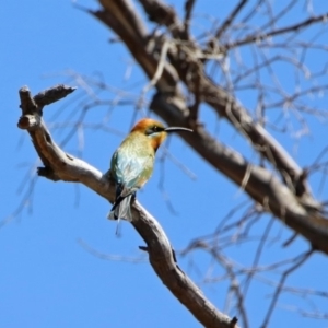 Merops ornatus at Tharwa, ACT - 29 Oct 2019