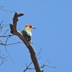 Merops ornatus at Tharwa, ACT - 29 Oct 2019