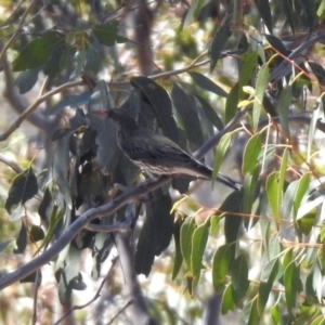 Oriolus sagittatus at Paddys River, ACT - 29 Oct 2019 02:42 PM