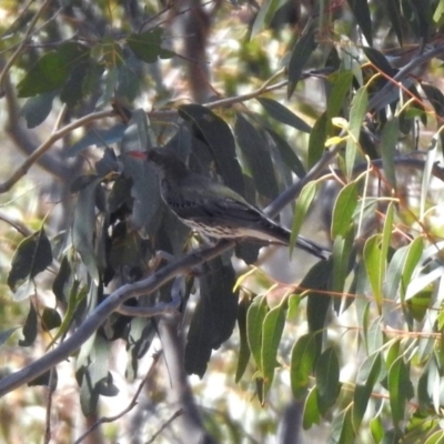 Oriolus sagittatus (Olive-backed Oriole) at Paddys River, ACT - 29 Oct 2019 by RodDeb