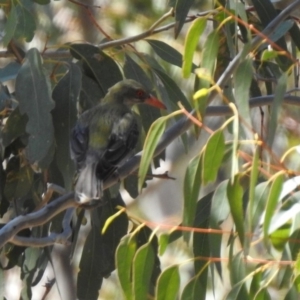 Oriolus sagittatus at Paddys River, ACT - 29 Oct 2019 02:42 PM