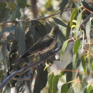 Oriolus sagittatus at Paddys River, ACT - 29 Oct 2019 02:42 PM