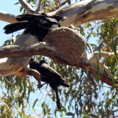 Corcorax melanorhamphos (White-winged Chough) at Namadgi National Park - 29 Oct 2019 by RodDeb