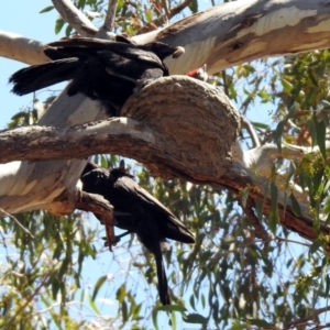 Corcorax melanorhamphos at Tharwa, ACT - 29 Oct 2019