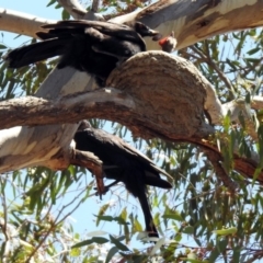 Corcorax melanorhamphos at Tharwa, ACT - 29 Oct 2019