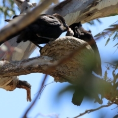 Corcorax melanorhamphos at Tharwa, ACT - 29 Oct 2019 01:23 PM