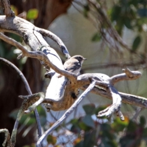 Microeca fascinans at Paddys River, ACT - 29 Oct 2019