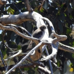 Microeca fascinans at Paddys River, ACT - 29 Oct 2019 02:35 PM