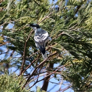 Lalage tricolor at Tennent, ACT - 29 Oct 2019