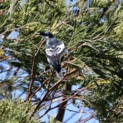 Lalage tricolor (White-winged Triller) at Tennent, ACT - 29 Oct 2019 by RodDeb