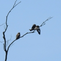 Eurystomus orientalis at Tennent, ACT - 29 Oct 2019