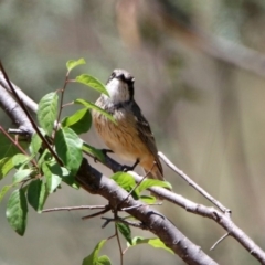 Pachycephala rufiventris (Rufous Whistler) at Tennent, ACT - 29 Oct 2019 by RodDeb