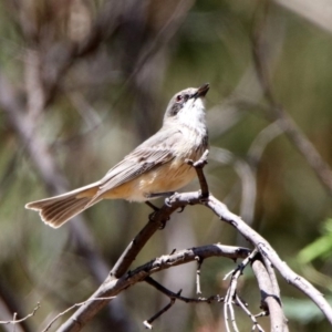 Pachycephala rufiventris at Tennent, ACT - 29 Oct 2019