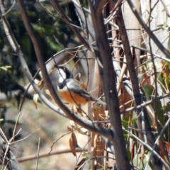 Pachycephala rufiventris at Tennent, ACT - 29 Oct 2019