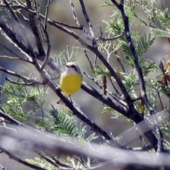 Gerygone olivacea (White-throated Gerygone) at Gigerline Nature Reserve - 29 Oct 2019 by RodDeb