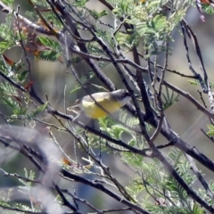 Gerygone olivacea at Tennent, ACT - 29 Oct 2019 12:22 PM