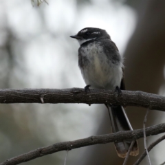 Rhipidura albiscapa (Grey Fantail) at Majura, ACT - 21 Sep 2019 by jb2602