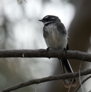 Rhipidura albiscapa at Majura, ACT - 21 Sep 2019