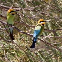 Merops ornatus (Rainbow Bee-eater) at Tharwa, ACT - 29 Oct 2019 by RodDeb