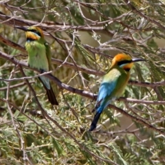 Merops ornatus at Tharwa, ACT - 29 Oct 2019