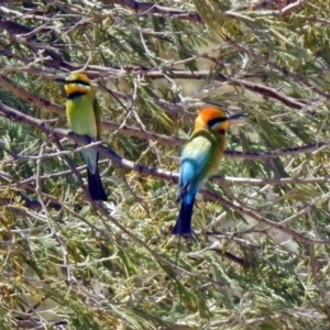 Merops ornatus at Tharwa, ACT - 29 Oct 2019