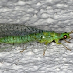 Mallada signatus (Green Lacewing) at Ainslie, ACT - 21 Sep 2019 by jbromilow50