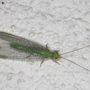 Mallada signatus at Ainslie, ACT - 21 Sep 2019 09:47 PM