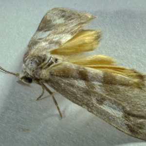 Anestia (genus) at Kambah, ACT - 30 Oct 2019 06:25 PM