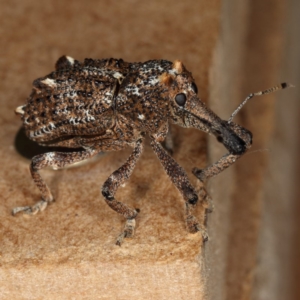 Orthorhinus cylindrirostris at Kambah, ACT - 30 Oct 2019 03:44 PM