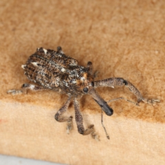 Orthorhinus cylindrirostris at Kambah, ACT - 30 Oct 2019