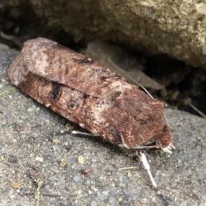 Agrotis porphyricollis at Monash, ACT - 30 Oct 2019 07:41 AM