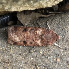 Agrotis porphyricollis at Monash, ACT - 30 Oct 2019 07:41 AM