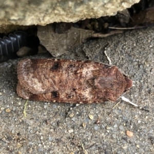 Agrotis porphyricollis at Monash, ACT - 30 Oct 2019