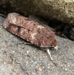 Agrotis porphyricollis at Monash, ACT - 30 Oct 2019