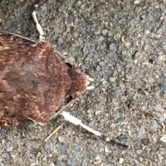 Agrotis porphyricollis at Monash, ACT - 30 Oct 2019 07:41 AM