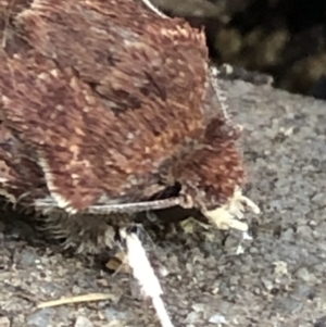 Agrotis porphyricollis at Monash, ACT - 30 Oct 2019 07:41 AM