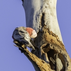 Eolophus roseicapilla (Galah) at Hughes, ACT - 25 Oct 2019 by BIrdsinCanberra