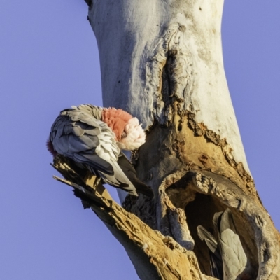 Eolophus roseicapilla (Galah) at Hughes, ACT - 25 Oct 2019 by BIrdsinCanberra