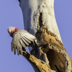 Eolophus roseicapilla at Hughes, ACT - 26 Oct 2019 05:43 AM