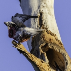 Eolophus roseicapilla at Hughes, ACT - 26 Oct 2019 05:43 AM