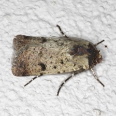 Agrotis porphyricollis (Variable Cutworm) at Ainslie, ACT - 26 Oct 2019 by jbromilow50