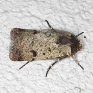 Agrotis porphyricollis at Ainslie, ACT - 26 Oct 2019