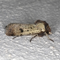 Agrotis porphyricollis at Ainslie, ACT - 26 Oct 2019