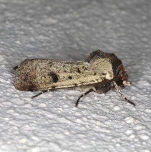 Agrotis porphyricollis at Ainslie, ACT - 26 Oct 2019