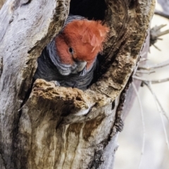 Callocephalon fimbriatum (Gang-gang Cockatoo) at GG102 - 25 Oct 2019 by BIrdsinCanberra