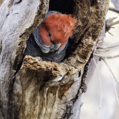 Callocephalon fimbriatum (Gang-gang Cockatoo) at Hughes Grassy Woodland - 25 Oct 2019 by BIrdsinCanberra