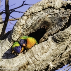 Trichoglossus moluccanus (Rainbow Lorikeet) at GG108 - 25 Oct 2019 by BIrdsinCanberra