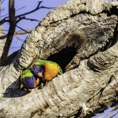 Trichoglossus moluccanus (Rainbow Lorikeet) at GG108 - 25 Oct 2019 by BIrdsinCanberra